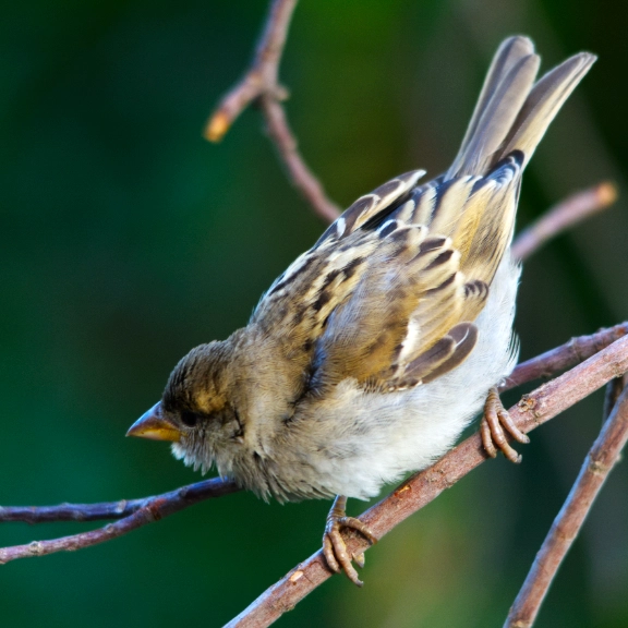 Birds