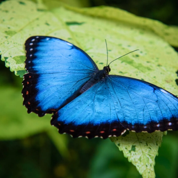 Butterflies
