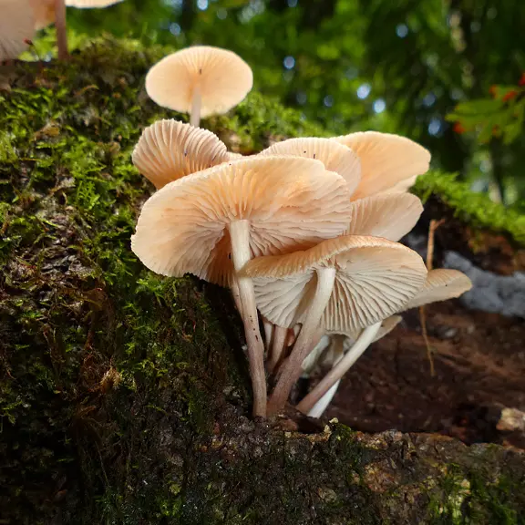 World of Fungi