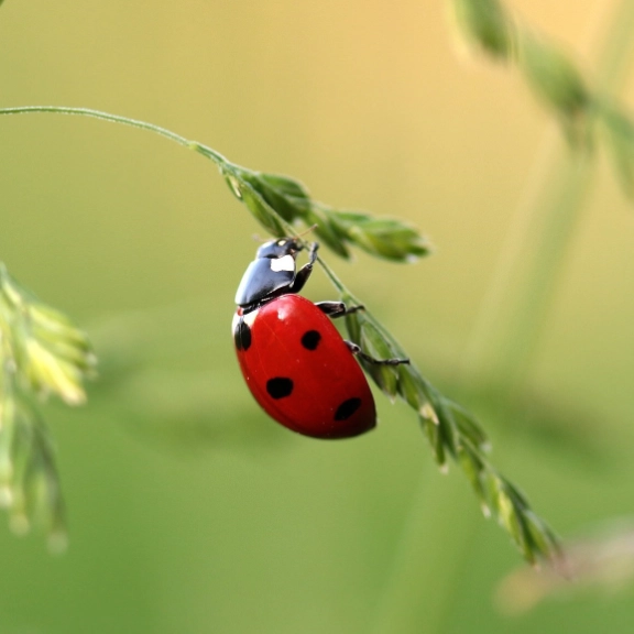 Insects