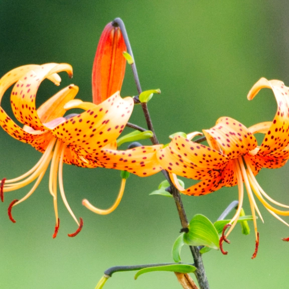 Wild Flowers