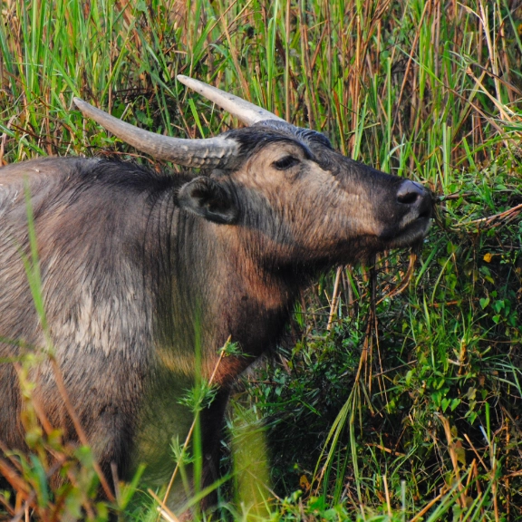 Wildlife