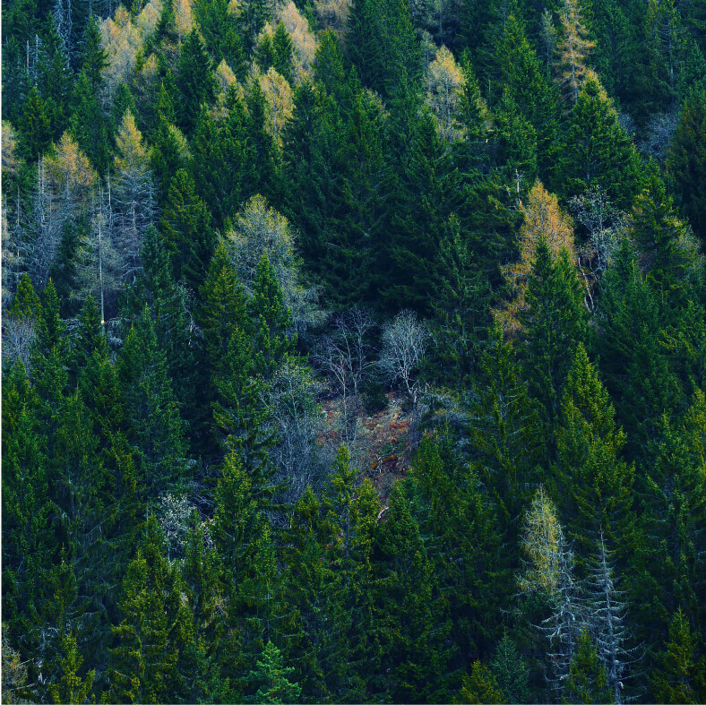 Afforestation