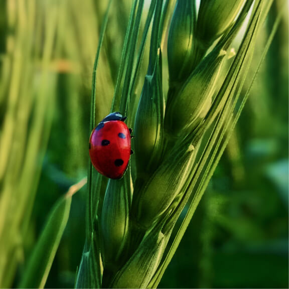BioDiversity