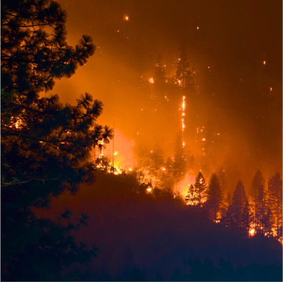 Prevent Forest Fire